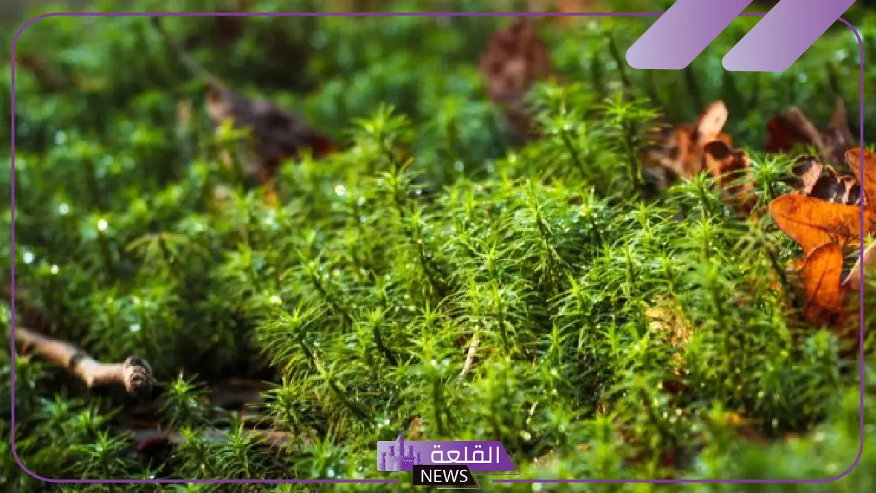 قارن بين خصائص النباتات الوعائية والنباتات اللاوعائية
