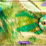 كيف تستخدم الحيوانات خاصية التخفي للبقاء حية؟ أشكال تخفي الحيوانات