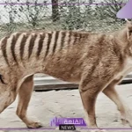 الثعلب التسماني هل هو منقرض وما السبب؟