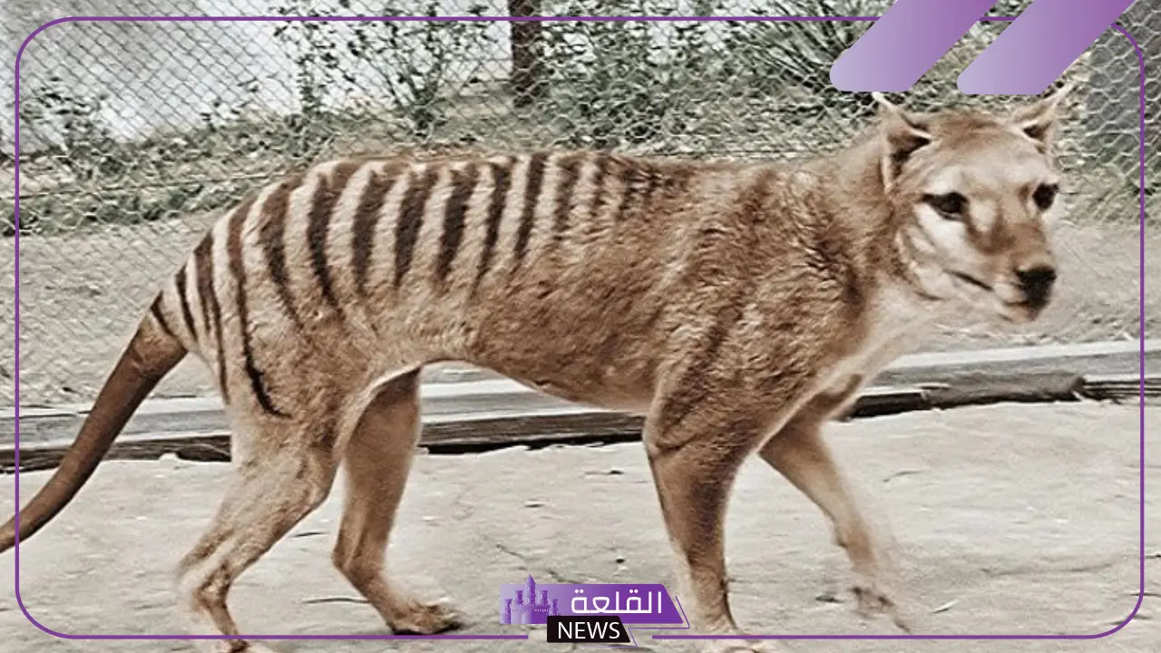 الثعلب التسماني هل هو منقرض وما السبب؟