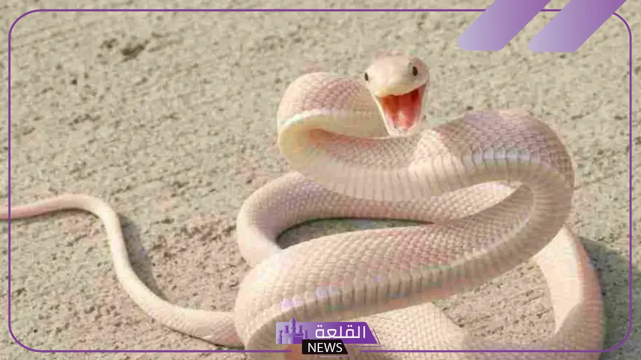 تفسير الحلم بالحية البيضاء في المنام للعزباء ورمزها لكبار العلماء