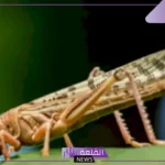 تفسير حلم رؤية الجراد في المنام للمرأة العزباء والمتزوجة لكبار المفسرين