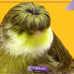 معلومات عن طائر كناري جلوستر.. كم يبلغ سعر الكناري؟