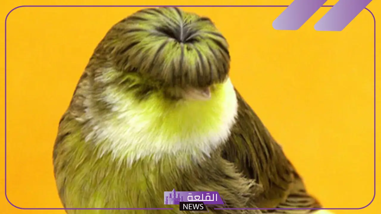 معلومات عن طائر كناري جلوستر.. كم يبلغ سعر الكناري؟