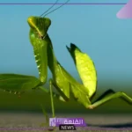 لماذا سمي فرس النبي بهذا الاسم ولماذا يطير؟