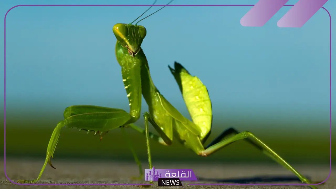 لماذا سمي فرس النبي بهذا الاسم ولماذا يطير؟
