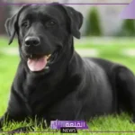 تفسير حلم الكلاب السوداء للمتزوجة في المنام وهجومها لكبار العلماء