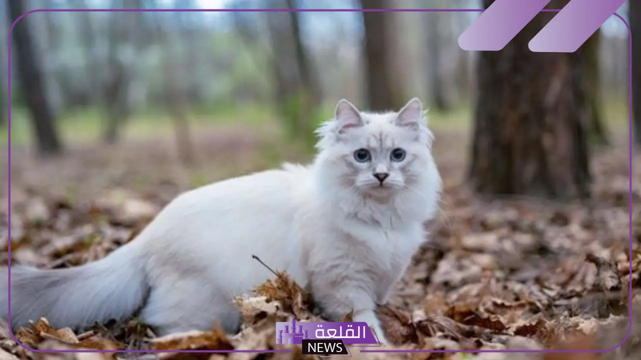 تفسير حلم رؤية القطط في المنام للعزباء والمتزوجة للعالم ابن سيرين تفسير حلم رؤية القطط في المنام للعزباء والمتزوجة للعالم ابن سيرين