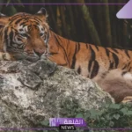 رمز رؤية النمر في الحلم والهجوم منه في المنام لابن سيرين