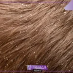 تفسير حلم رؤية القمل الابيض في المنام وقتله للمرأة المتزوجة