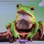 ما اسم صغير الضفدع؟ النظام الغذائي لصغير الضفدع