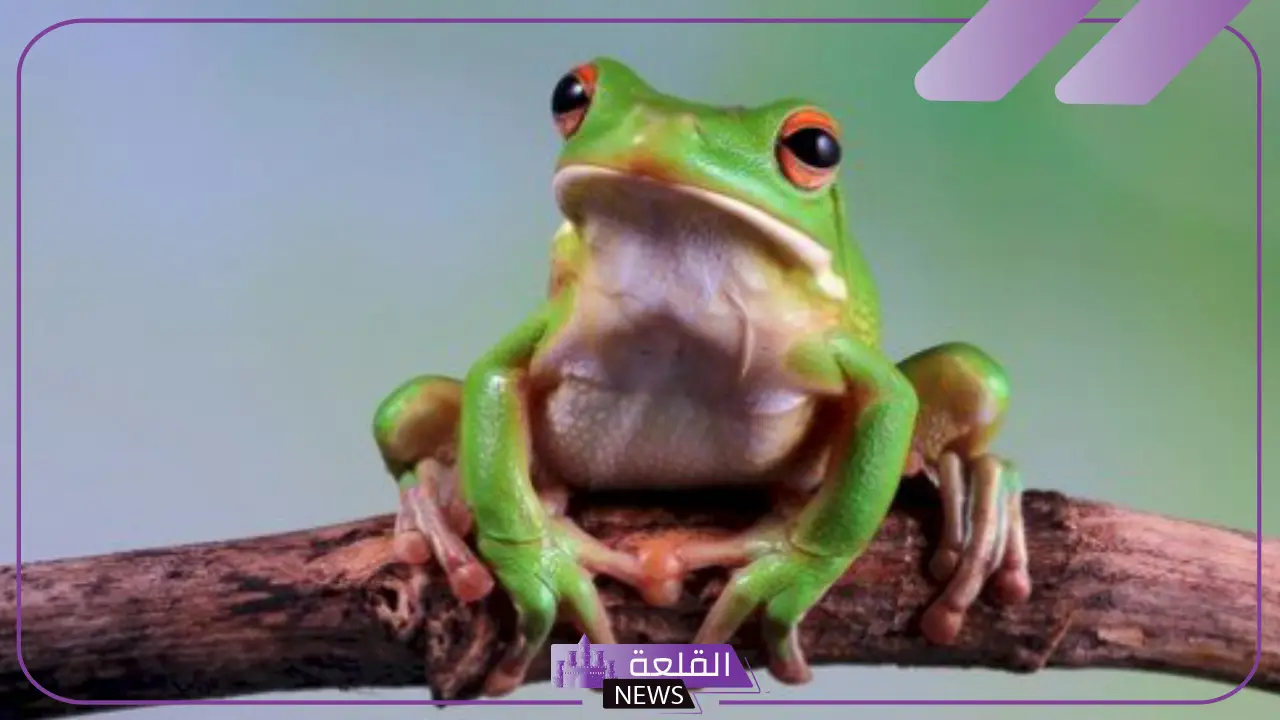 ما اسم صغير الضفدع؟ النظام الغذائي لصغير الضفدع
