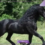 خصائص سلالة الخيل الفريزيان..  ما هو تاريخ وأصل الفريزيان؟