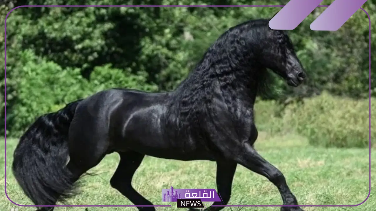 خصائص سلالة الخيل الفريزيان..  ما هو تاريخ وأصل الفريزيان؟