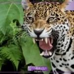 تفسر حلم رؤية الفهد في المنام للعزباء ومطاردته لها لابن سيرين