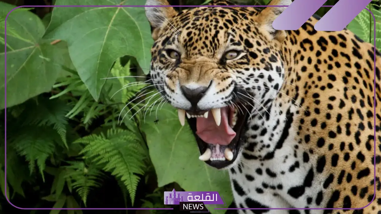 تفسر حلم رؤية الفهد في المنام للعزباء ومطاردته لها لابن سيرين