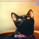 رمز القطة السوداء في المنام للمرأة المتزوجة والعزباء لابن سيرين