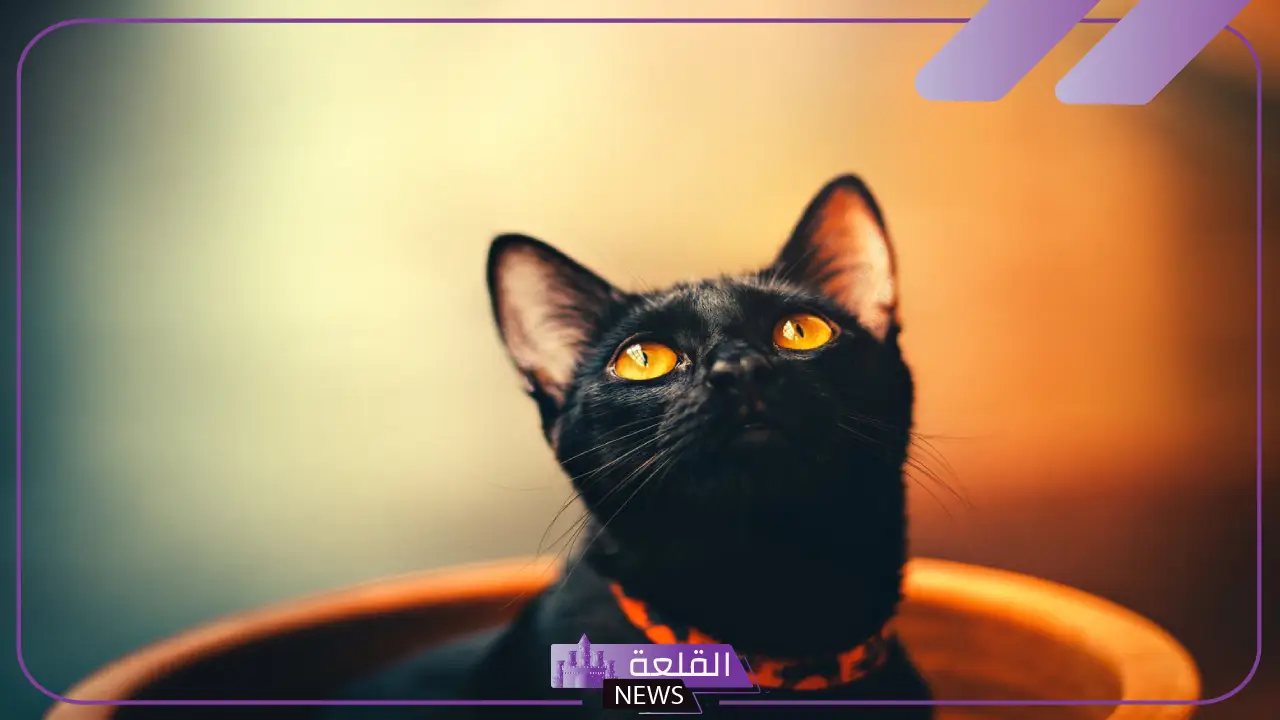 رمز القطة السوداء في المنام للمرأة المتزوجة والعزباء لابن سيرين