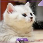 تفسير حلم رؤية القطط في المنام للعزباء والمتزوجة للعالم ابن سيرين