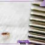 تفسير حلم القمل في الشعر وقتله للعزباء في المنام لابن سيرين