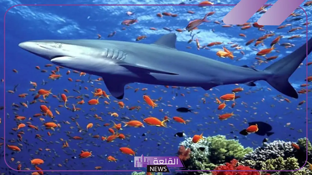 أنواع المخلوقات البحرية.. أهمية الكائنات البحرية ودورها في الحياة أنواع المخلوقات البحرية.. أهمية الكائنات البحرية ودورها في الحياة