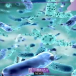 تعريف البكتيريا وأنواعها.. دور البكتيريا في النظام البيئي