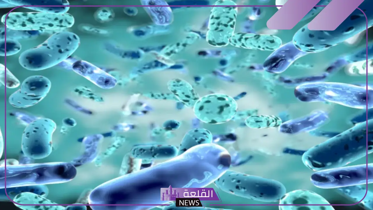تعريف البكتيريا وأنواعها.. دور البكتيريا في النظام البيئي
