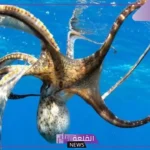 أنواع المخلوقات البحرية.. أهمية الكائنات البحرية ودورها في الحياة