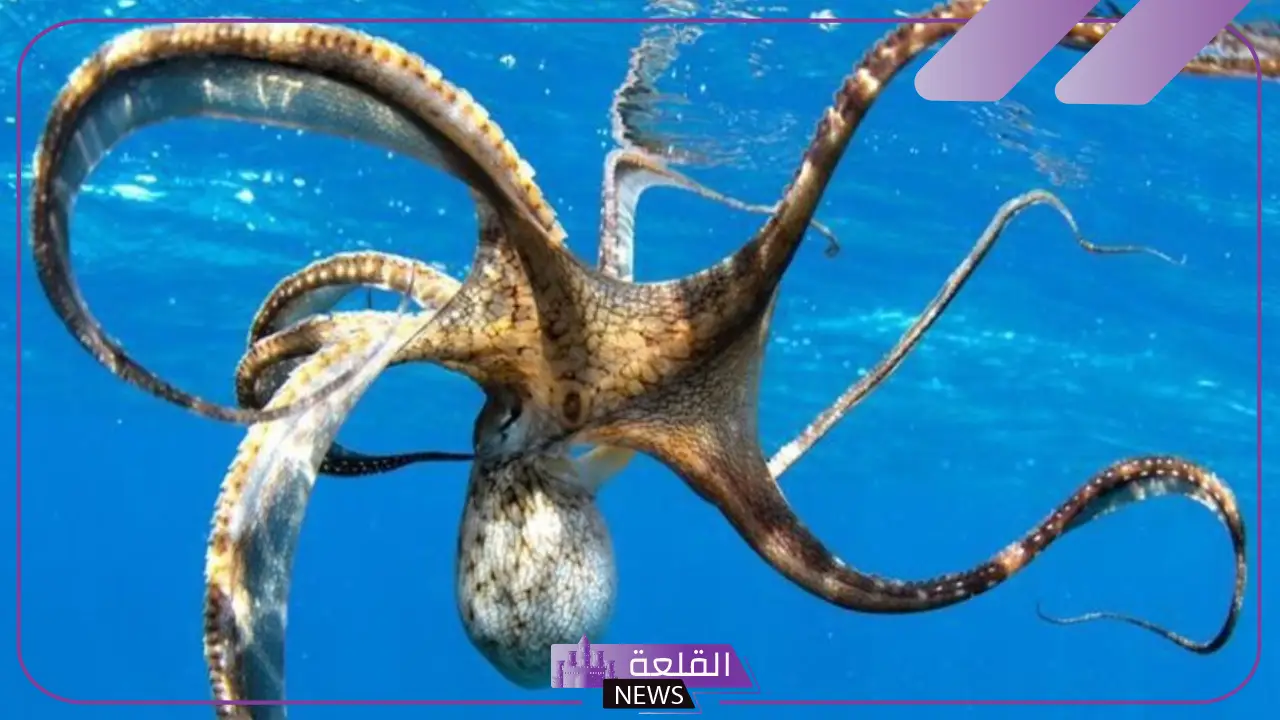 أنواع المخلوقات البحرية.. أهمية الكائنات البحرية ودورها في الحياة
