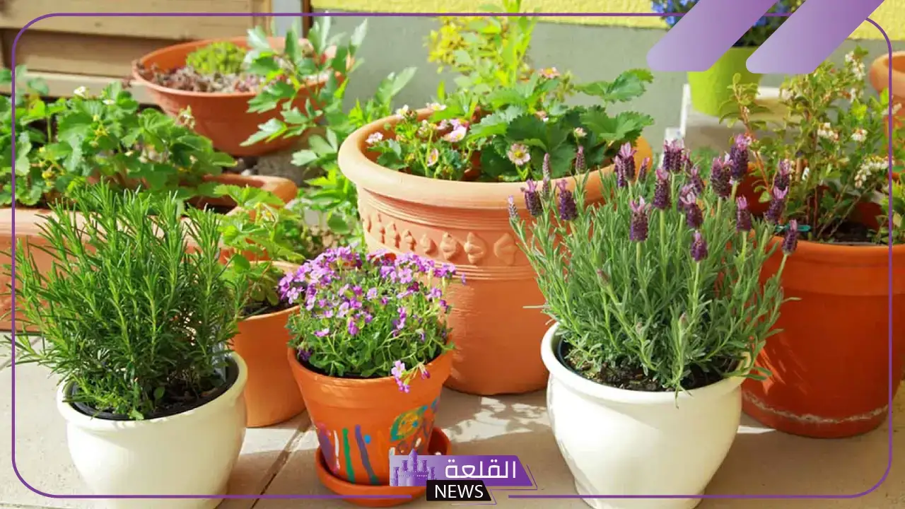 اسم نبات بحرف ض.. 7 نباتات بحرف ض اسم نبات بحرف ض.. 7 نباتات بحرف ض