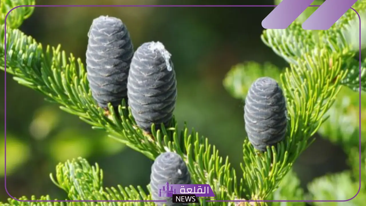 أهمية النباتات المخروطية وخصائصها