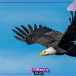 تفسير الحلم بالنسر في المنام للمتزوجة والمرأة العزباء لابن سيرين