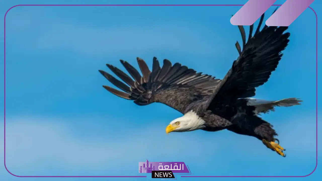 تفسير الحلم بالنسر في المنام للمتزوجة والمرأة العزباء لابن سيرين