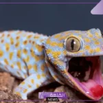 رمز الوزغ في المنام للمتزوجة والعزباء للعالم ابن سيرين