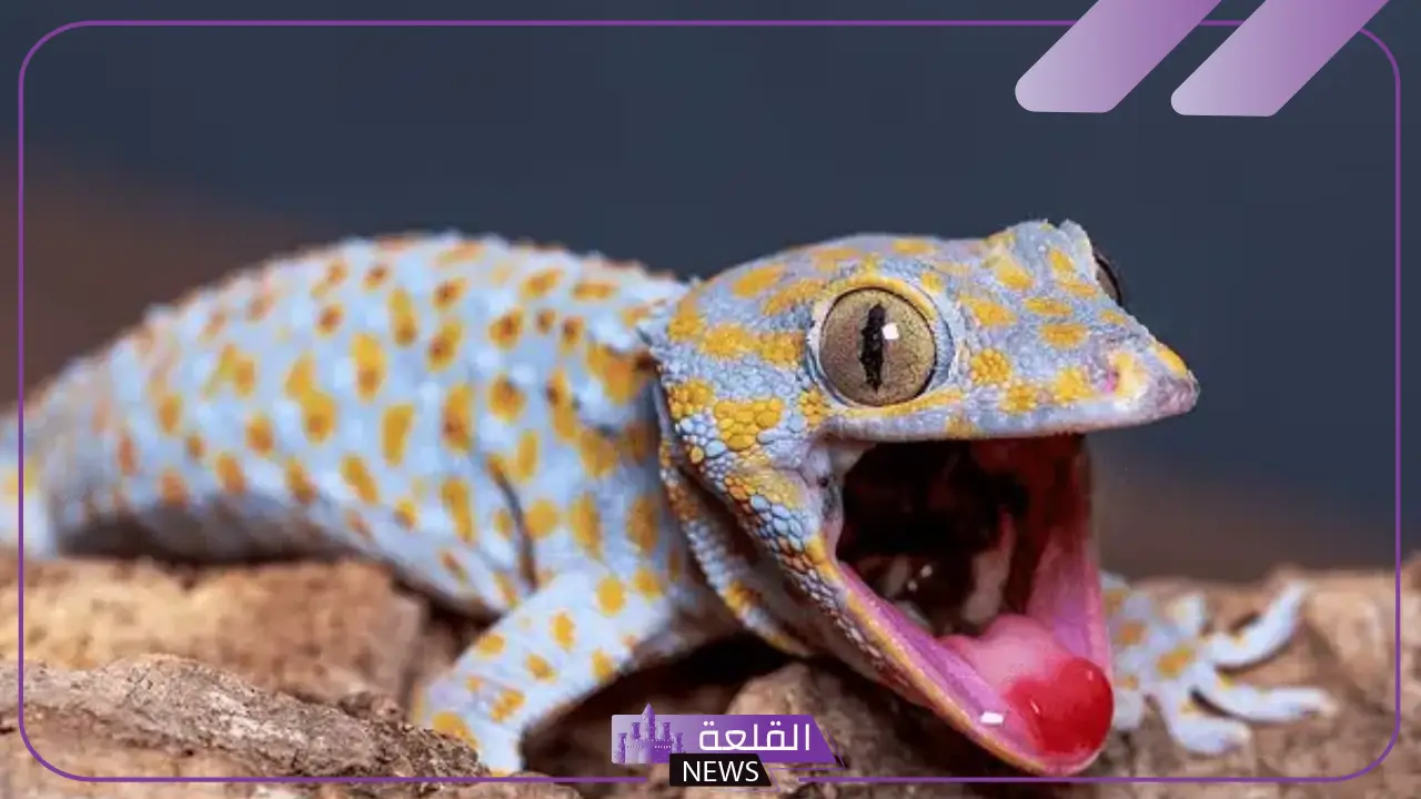 رمز الوزغ في المنام للمتزوجة والعزباء للعالم ابن سيرين