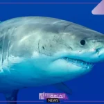 حيوانات البحر واسمائها.. أنواع أخطر حيوانات البحر