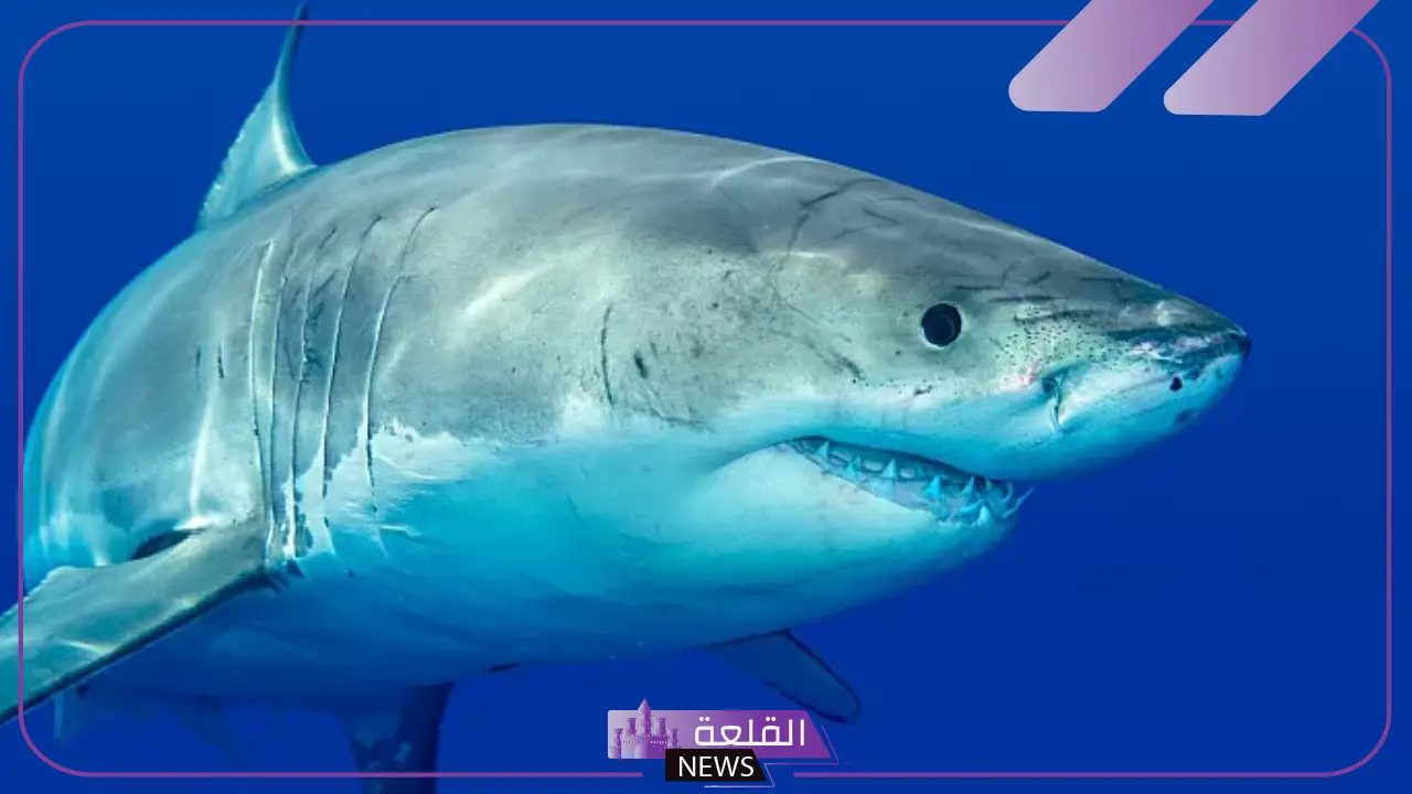 حيوانات البحر واسمائها.. أنواع أخطر حيوانات البحر