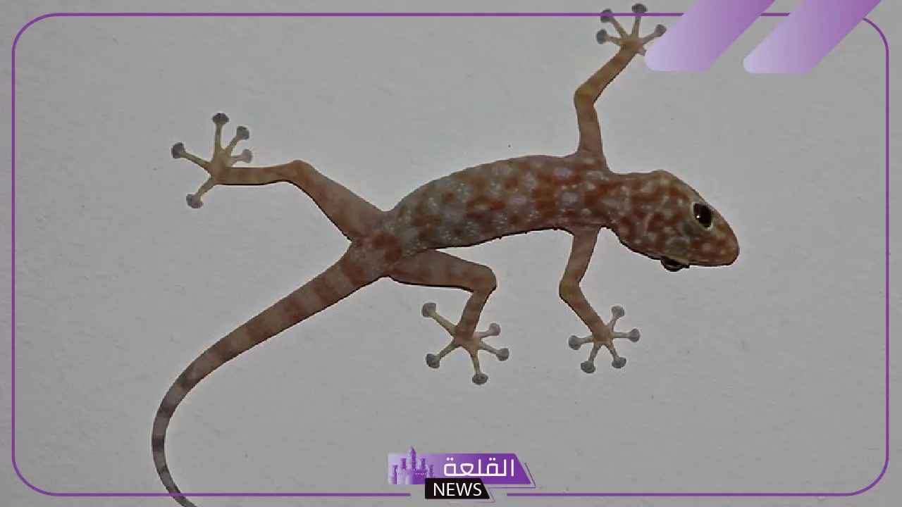 تفسير حلم الوزغ بالمنام للمرأة المتزوجة والعزباء لكبار المفسرين تفسير حلم الوزغ بالمنام للمرأة المتزوجة والعزباء لكبار المفسرين