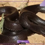 حلمت بثعبان اسود للمتزوجة والمرأة العزباء لابن سيرين