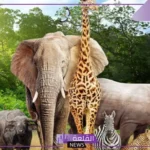 من خصائص الحيوانات: كيف تتكاثر الحيوانات؟