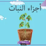 ما هي اجزاء النبات وما ظيفتها؟ أجزاء النبات التي تؤكل