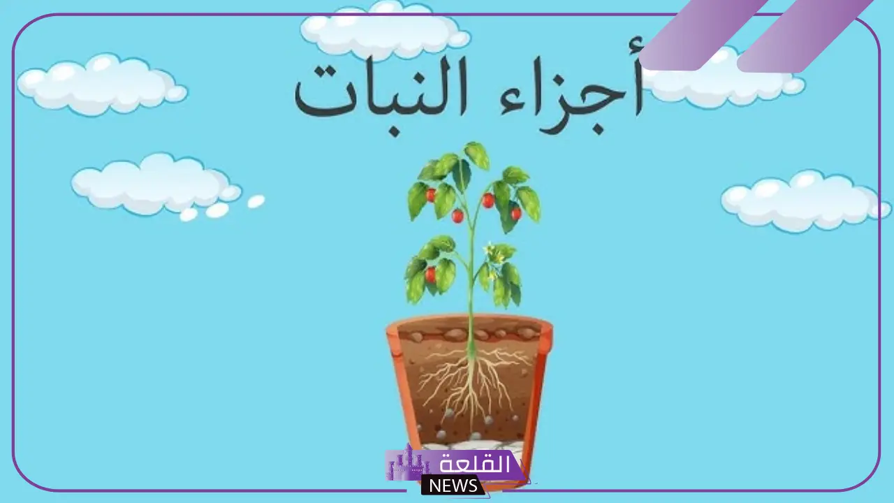 ما هي اجزاء النبات وما ظيفتها؟ أجزاء النبات التي تؤكل