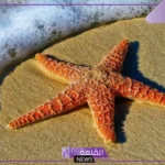 الحيوان الذي يشبه النجم في شكله هو؟