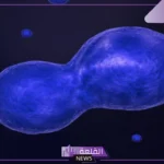 تنفصل الكروموسومات خلال الانقسام المتساوي في الطور