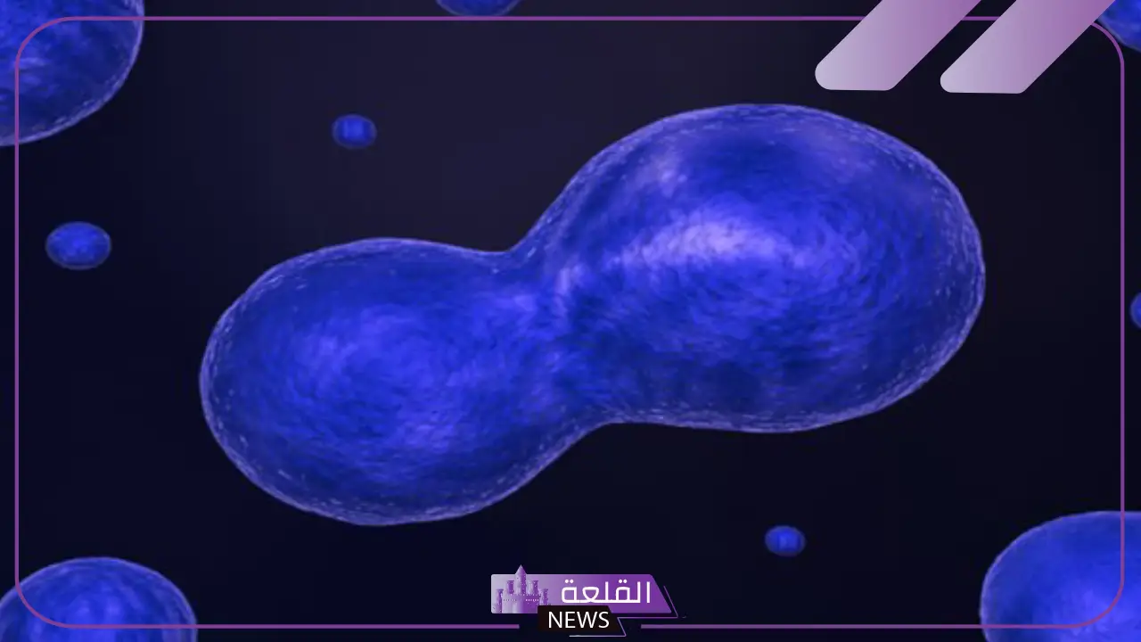 تنفصل الكروموسومات خلال الانقسام المتساوي في الطور