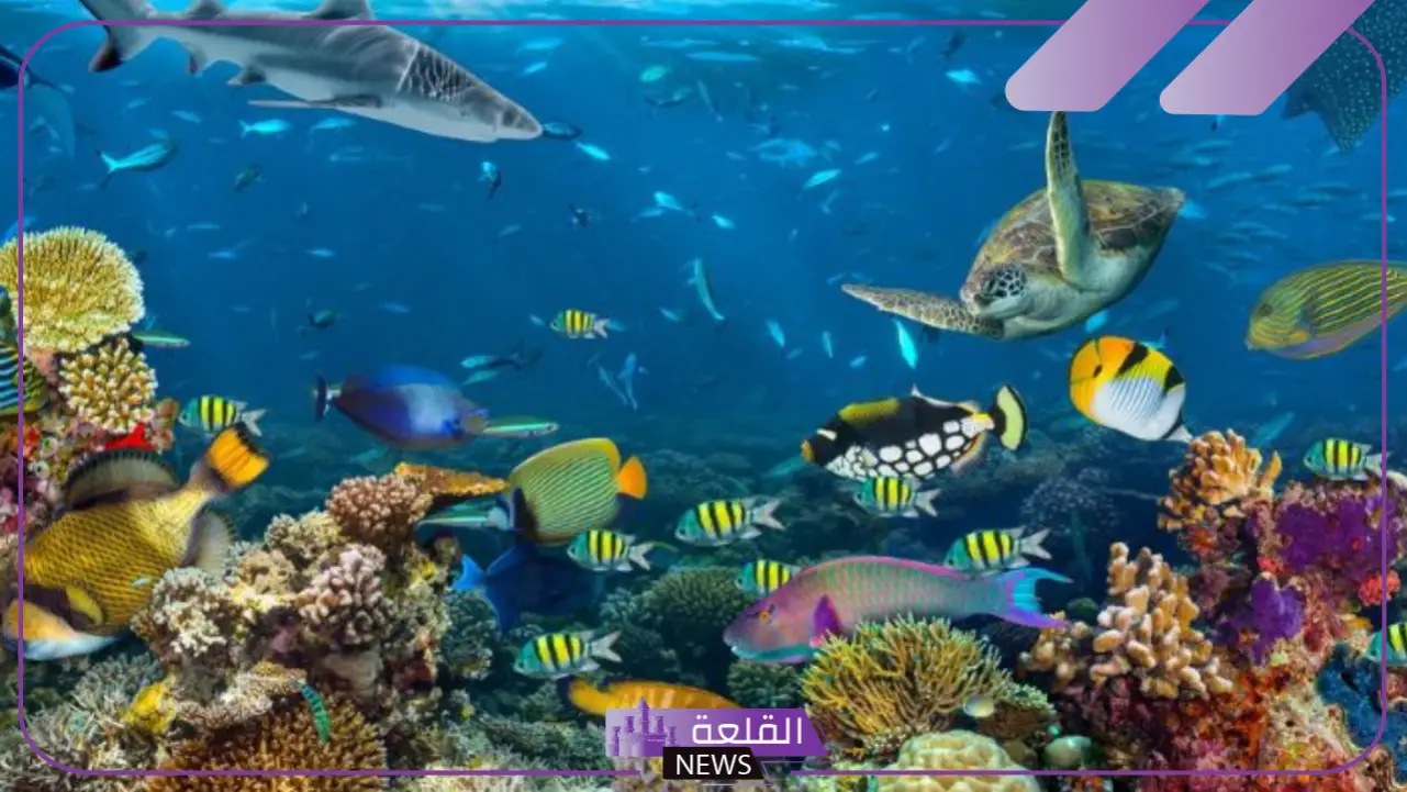 انواع الحيوانات البحرية.. حيوانات بحرية نادرة انواع الحيوانات البحرية.. حيوانات بحرية نادرة