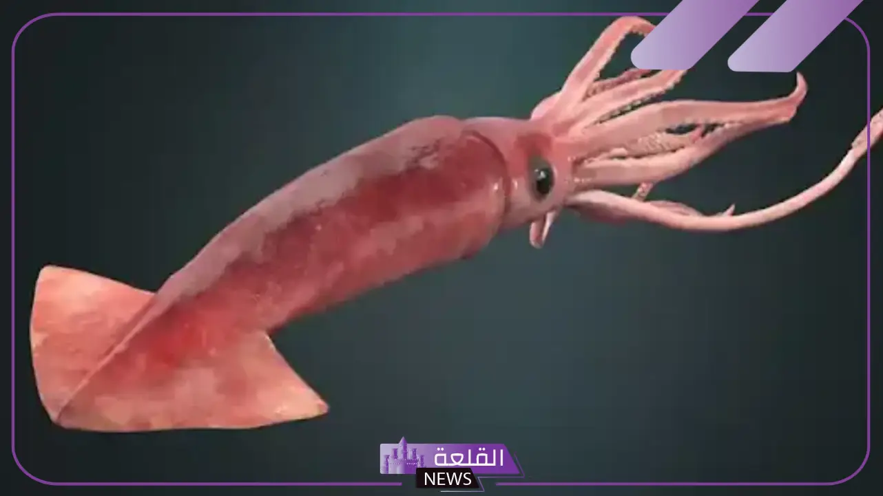 الحبار والأخطبوط يصنّفان ضمن: الفرق بين الحبار والأخطبوط