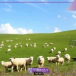 تفسير حلم رؤيه الغنم في المنام والقطيع للمرأة والمتزوجة لابن سيرين