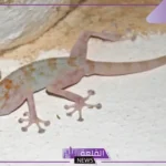 تفسير حلم الوزغ بالمنام للمرأة المتزوجة والعزباء لكبار المفسرين