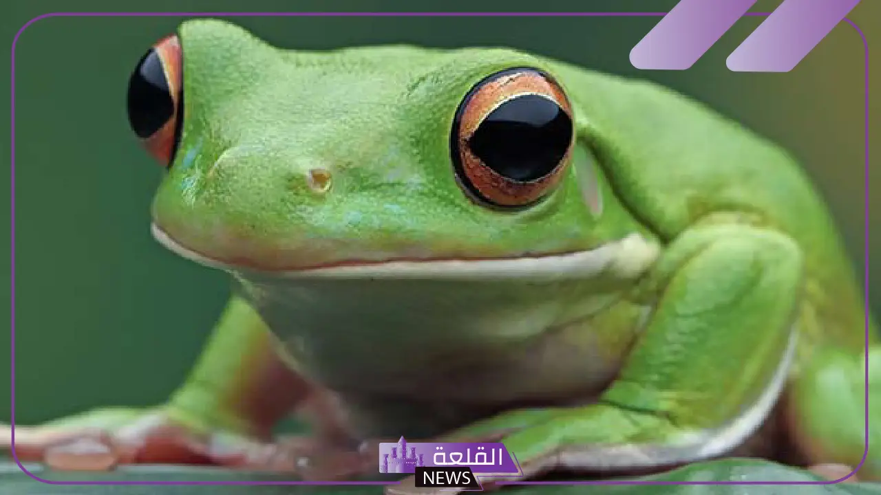 العوامل المؤثرة على دورة حياة الضفدع.. مدة حياة الضفدع العوامل المؤثرة على دورة حياة الضفدع.. مدة حياة الضفدع